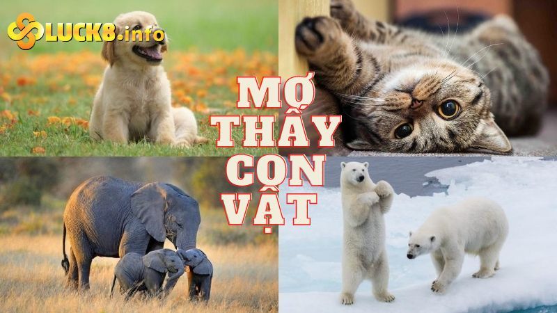 Giải mộng lô đề thấy con vật?